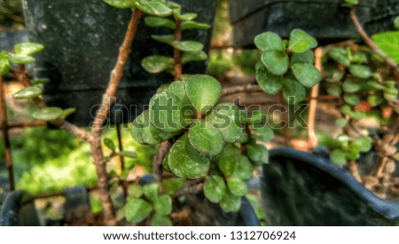 Indian jade crassula green leaf plant