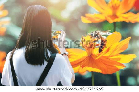 Asian woman use smartphone to take photo of big bee are looking for honey on pollen of orange cosmos flower