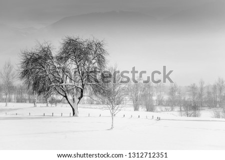 winterly landscape with trees and hills. Foggy background. Photo in black and white