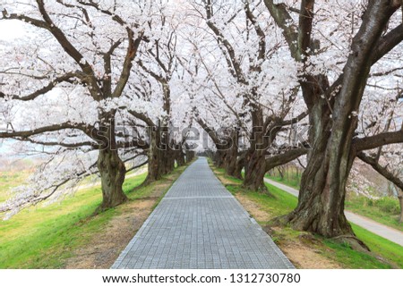 Stunning scenery of plenty cherry blossom (Sakura) trees in spring season at Yawatashi, Kyoto, Japan. Almost cherry blossom blooms in the first April of every year. 