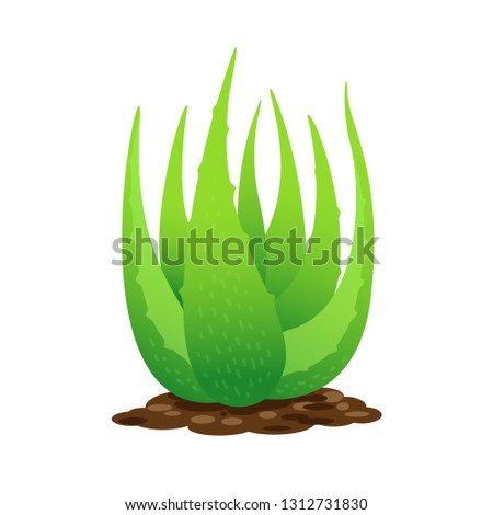 aloe vera plant on soil isolated over white background, clip art of aloe vera leaves, aloe vera for ingredient cosmetics cream products, illustration realistic clip arts of aloe vera plantation farm