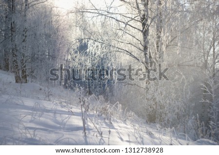 Winter white frozen birch trees in forest taiga in snow