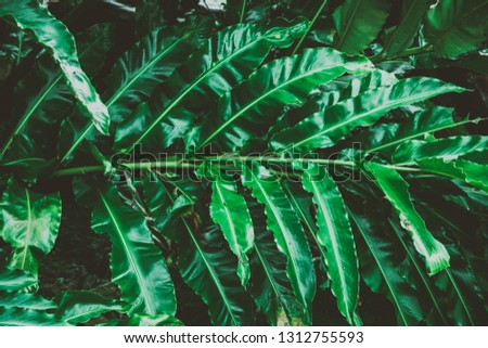 Summer tropical background. Beautiful plants in the jungle and in the garden.