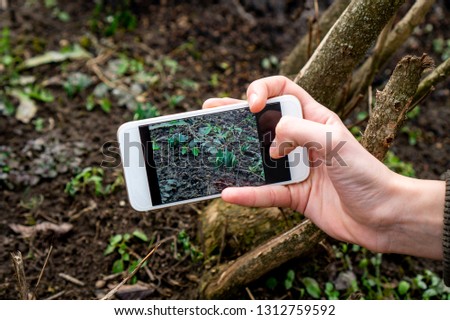 growing first snowdrop fair maid on the smartphone sceen plant identification handbook application use technlolgy in the nature uplugged