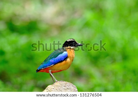 Nice stances of Blue-winged Pitta standing on the rock
