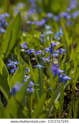 Siberian squill, Scilla siberica, Dog's-mercury flowers. Violet blossoms and green leaves on picture