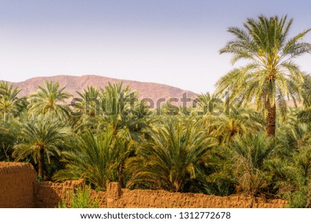 A beautiful tour in the beautiful region of figuig with desert and palm
