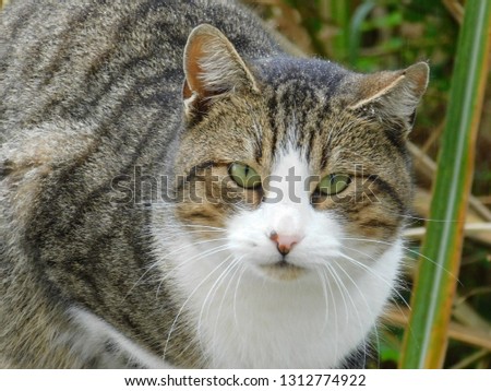 Green-eyed cats with grayish fur