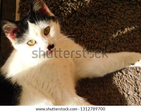 cat with black and white fur