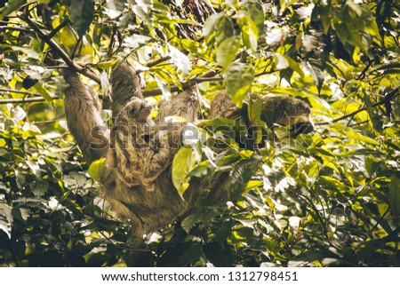 Mother sloth with a baby climbing trees Costa Rica