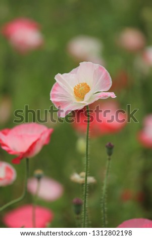 This picture is flower garden of poppy