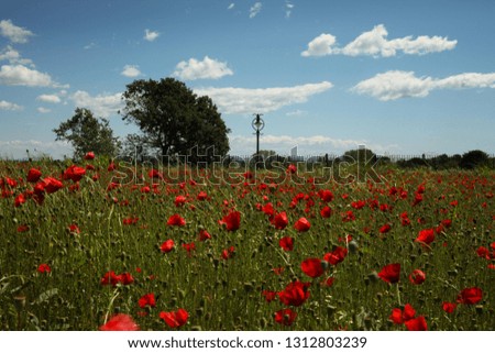 Spring meadows, poppy flowers in fields with trees in background