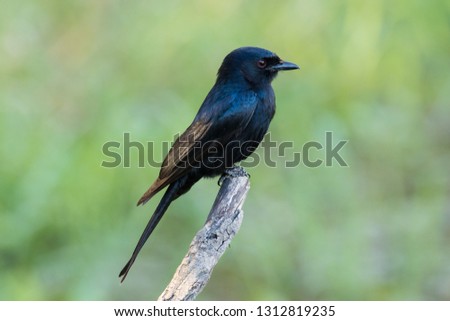 Close up image of a Drongo sitting on a peach in South Africa