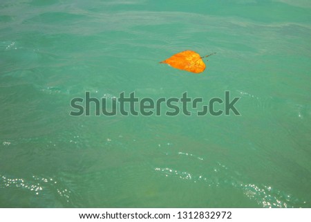Yellow leaf floats on the water. Fallen leaf in the sea