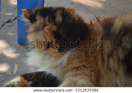A fluffy Persian cat looks adorable when she is lying under blue plastic chair with her funny face covered with two-tone color, brown and black and her eyes nearly closing in lazy and sleeply looking