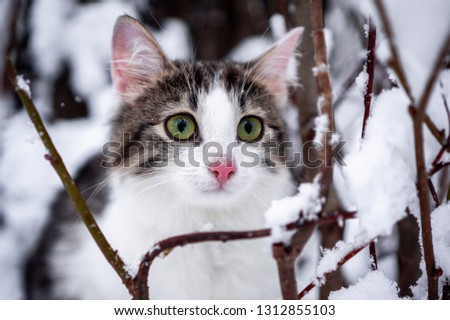 Furry Siberian kitten with green eyes and rose colored ears and nose hunting in the woods on snow hiding in forest bushes