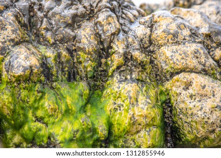 Green algae on a stone by the sea