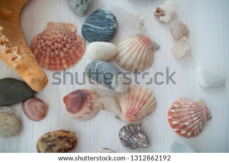 A collection of several shells and stones with a starfish. Bright picture. Close-up. Colorful background.