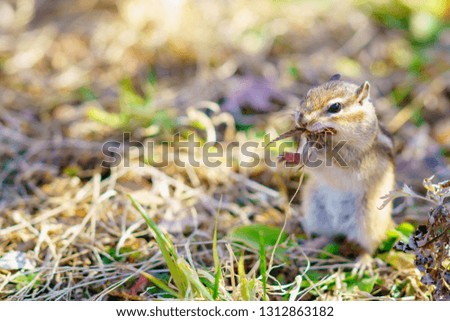 The story of a chipmunks (Chipmunks in nature)