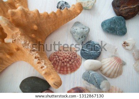 Nice close-up picture with several bright shells and a brown starfish. The top view. Colorful background for decorations.