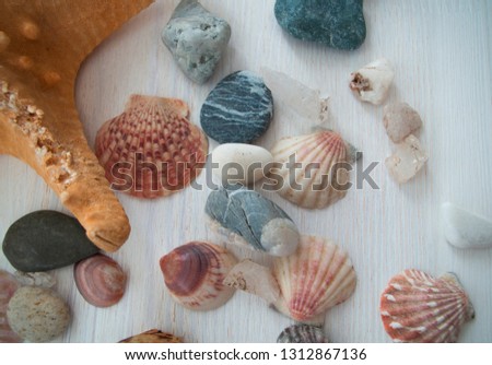 Beautiful picture with a lot of shells and a brown starfish. Close-up. The top view. Colorful background. Natural beauty.