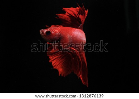Beautiful red betta fish