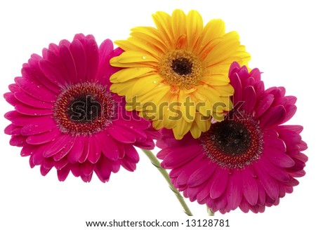 Close-up view to pretty gerbera's bouquet on white background. Not isolated, shot in studio on white.
