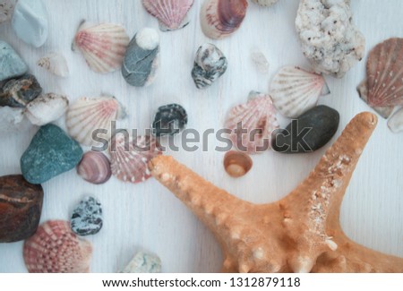 Colorful picture with a lot of seashells and stones. Nice brown starfish. Close-up. The top view. Bright background elements.