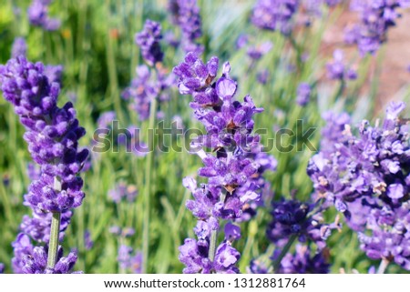 Close-up of several purple inflorescences of lavender Lavandula angustifolia on green-purple blurred background. Focus on the central part of the inflorescence in the middle part of the picture. 