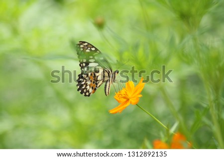 Papilionidae, beautiful butterfly on yellow flower with bokeh background