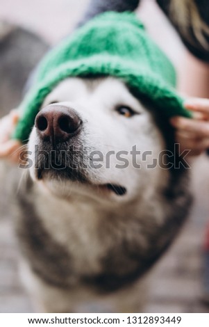 portrait of a dog alaskan malamute in a hat. selective focus