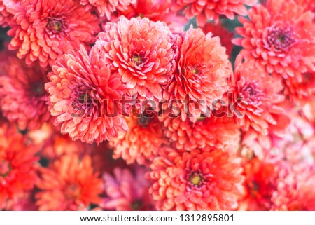 Bright red floral background close-up. Beautiful flowers of chrysanthemums. Gentle plant in garden. Greeting card for congratulations. Copy space
