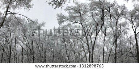 Winter russia snow forest