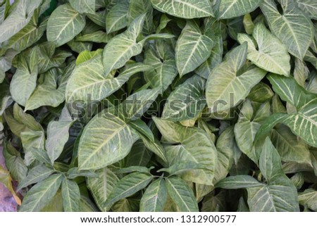 tropical climbing plant leaf texture