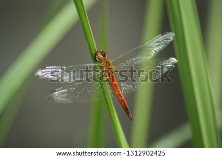 Dragonfly Family Libellulidae, Predatory Insects Perch Above Green Grass With Natural Background
