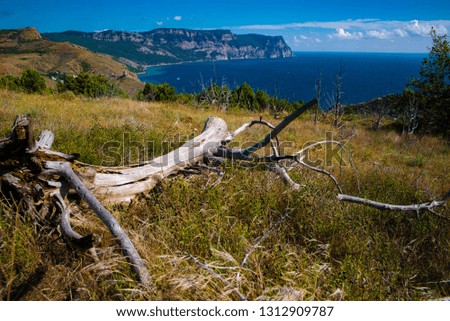 dry tree lie on the background of the sea