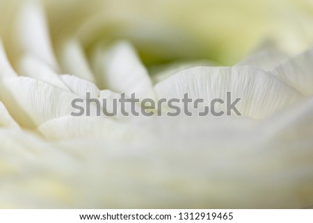 Flower bud. Closeup of a flower bud. Natural background. Background for vegetable design. Natural plant abstraction.