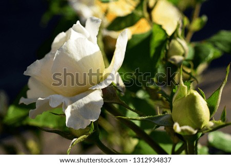White-green nostalgic rose in a garden. Rose cultivar "Elfe" (Frаncine Jordi, L'alcаzar, Tanefle) closeup. Flower rose, illuminated by sunlight on a green background. Rose botanical garden. Germany.