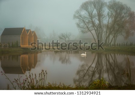 Stately Swan swimming on the lake, surrounded by an unbroken, cheerful, calm, charming place wrapped in fog and the first rays of the morning sun