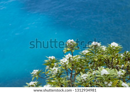 Green Shrub with white flowers on a cliff overlooking the ocean, Madeira, Portugal