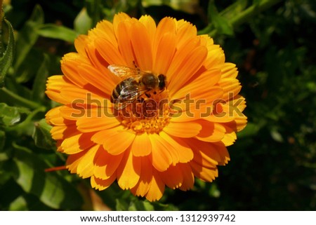 Close-up of a honey bee pollinating and feeding on an orange calendula (Poland, Europe). Blurred green-brown background. Selective focus on the central part of the image.