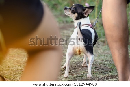 Chihuahua dog breed walk in the garden, Is the back image of it.