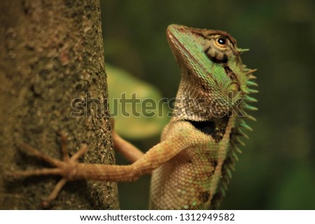 a green lizard/basilisk in the jungles of thailand. wildlife captures.