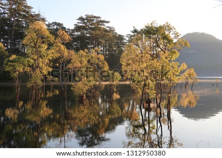 submerged trees with green fresh leaves reflecting on the lake and the boatman at sunrise of the spring