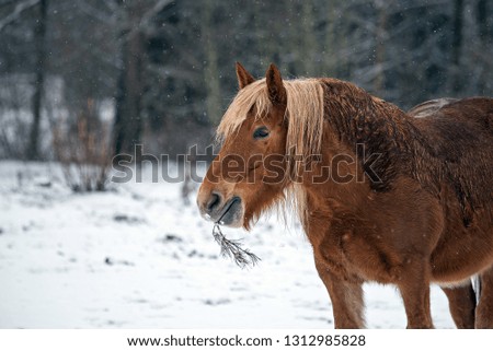 Loving horse in winter