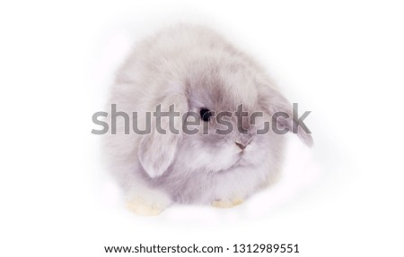 Beautiful rabbit isolated on white background with copy space. Easter concept for greeting card.