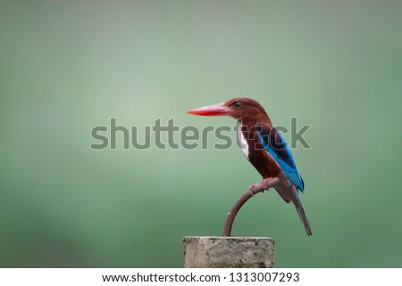 White-throated Kingfisher (Halcyon smyrnensis) isolated nature background