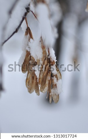 
macro photography of plants in winter