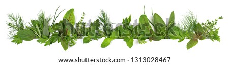 Fresh Herbs - Panorama isolated on white Background Royalty-Free Stock Photo #1313028467