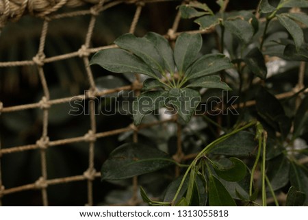 Organic, Crisp Photo of Rainforest Leaves With Rope Background